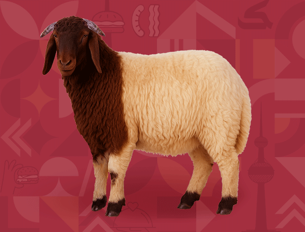 Naimi Adha Sheep