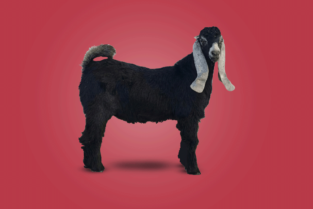 Ardi Goat Herfy