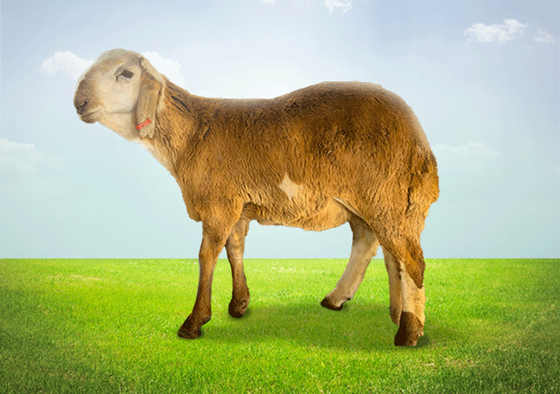 هرفي سواكني