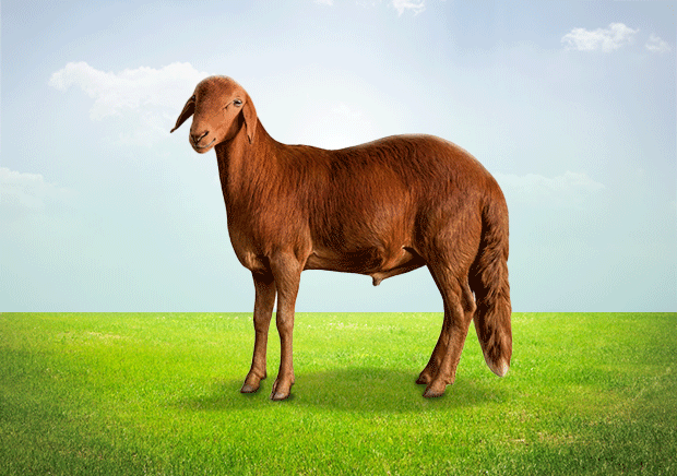 هرفي سوداني