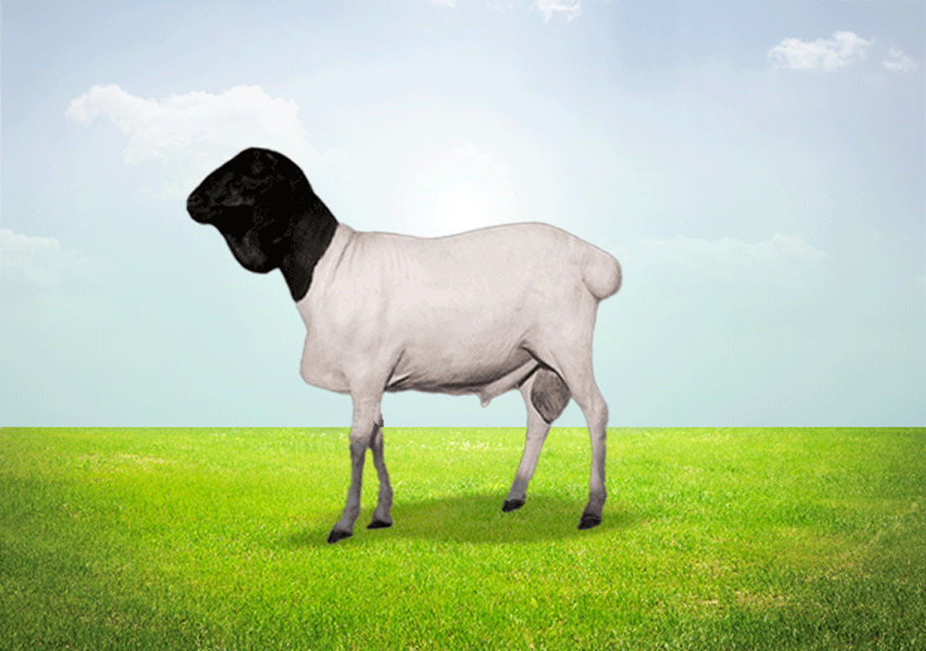 طلي بربري 18-22 كيلو