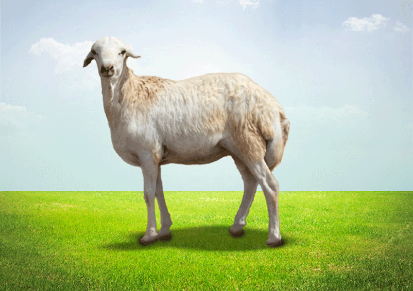 Aqiqa Rafidi Sheep