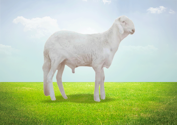 Sudani Damasini Sacrifice