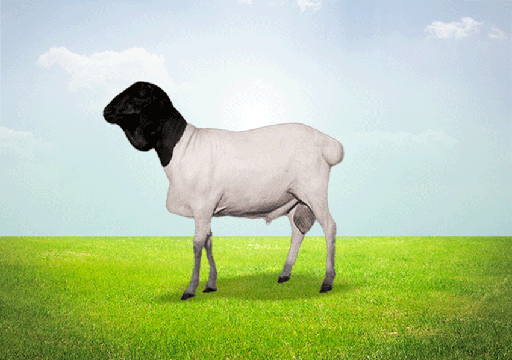 Barbarine Lamb 18-22 KG